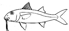 Familia Mullidae_claves